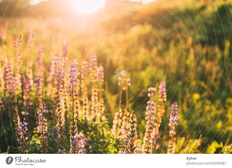 Wild Bloomy Flowers Lupine, Lupinus, Lupin In Sunset Sunrise Sunlight At Summer Spring Field Meadow violett im Freien gelb Licht schön Frühling Grünfutter Wiese