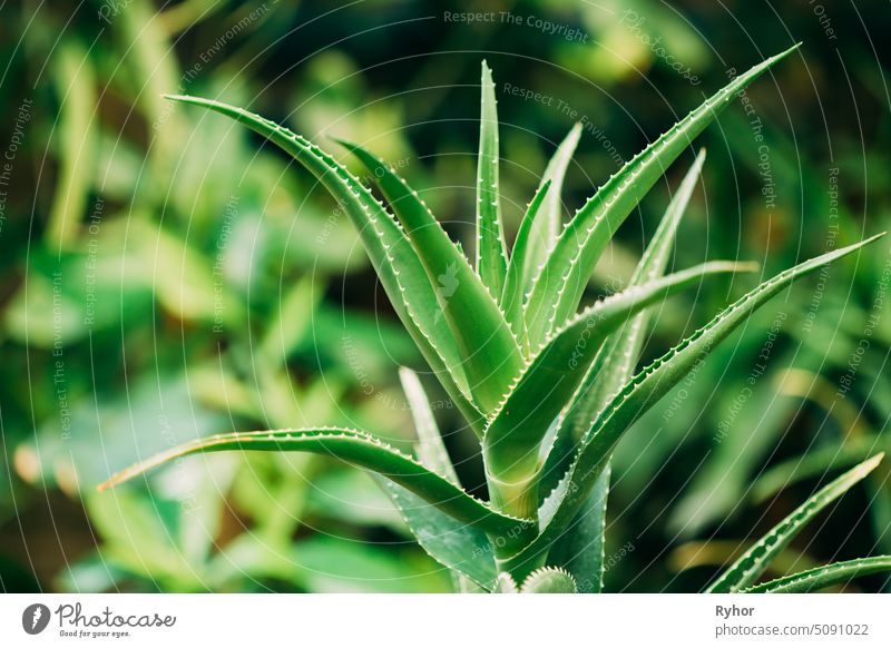 Nahaufnahme von Aloe Arborescens im Botanischen Garten Botanik natürlich Flora Pflanze Südamerika botanisch Natur Makro Asphodelaceae Kandelaber-Aloe Afrika