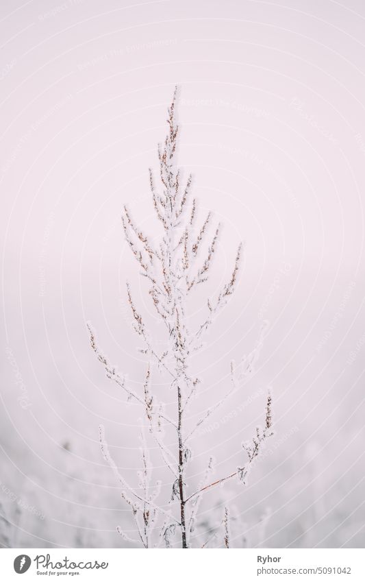 Schönes verschneites weißes Gras im Winter Frostiger Tag Schnee schneebedeckt kalt frostig trocknen Natur reisen Buchse Saison Park im Freien schön Pflanze