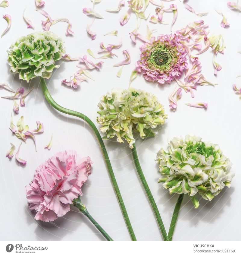 Floraler Hintergrund mit hübschen grünen und rosa Blumen und Blütenblättern, Ansicht von oben blumiger Hintergrund Draufsicht Ordnung schön Schönheit