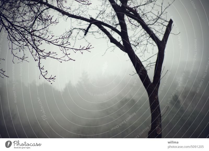 Nebel breitet trübe Schleier der Tristesse aus, grau und schwer, über einem Wald Baum kahl trist Nebelstimmung neblig Novemberstimmung Melancholie Nebelschleier