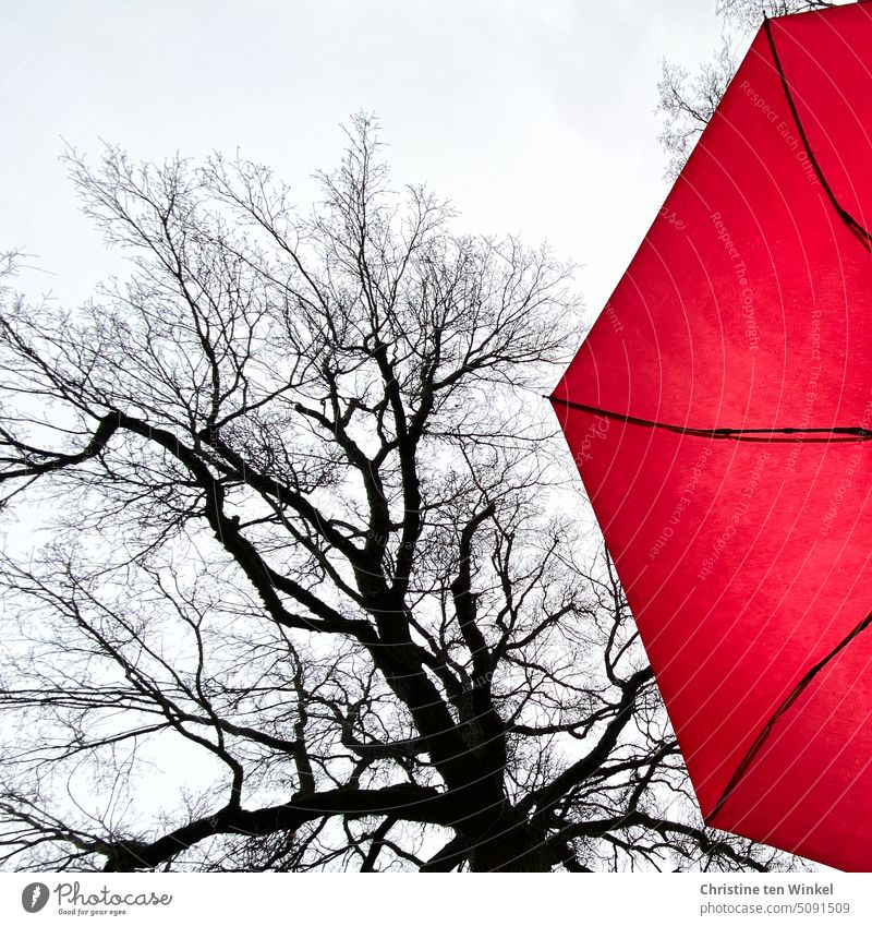 Eine kahle Eiche und ein leuchtend roter Schirm und darüber der graue Novemberhimmel Novemberstimmung Farbtupfer Baum Herbst kahler Baum Äste Verästelungen