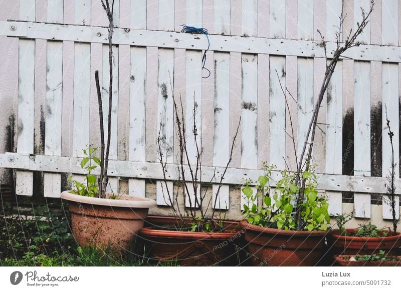 Vor einem weißen Lattenzaun stehen mehrere Tontöpfe, um die sich schon lange niemand mehr kümmert Garten Gartenzaun alt Gartenglück trist verlassen vergänglich
