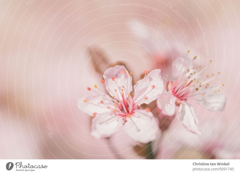 Zarte rosa Blüten der Blutpflaume im Frühling Zweig Frühlingsgefühle Gefühle Glück Fröhlichkeit Leichtigkeit Prunus cerasifera Baum natürlich außergewöhnlich
