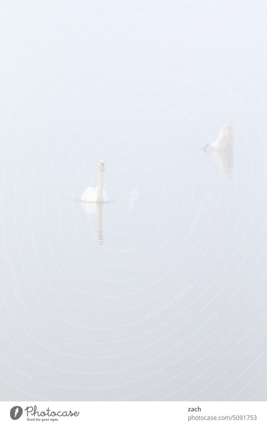 farbreduziert l Schwanensee Nebel Herbst See Natur Tier Vogel Reflexion & Spiegelung grau Nebelstimmung neblig diffus Seeufer ruhig Ruhe Müggelsee