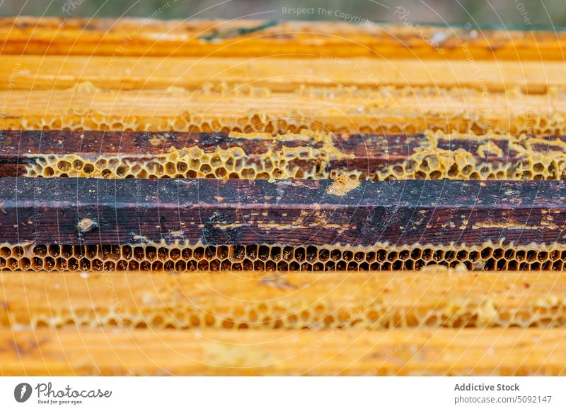 Honigwabe mit Bienen im Bienenstock Wabe Insekt Bienenkorb ländlich Bienenzucht Liebling wild Natur Landschaft Arbeit Industrie Hobby Bauernhof gelb süß