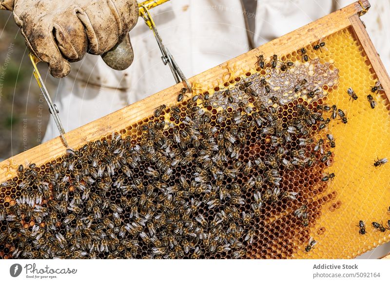 Ernteimker beim Herausziehen des Bienenstocks Person Imker Wabe Bienenkorb Bienenzucht Schaber abholen Liebling Arbeit Landschaft schaufeln Kelle Insekt