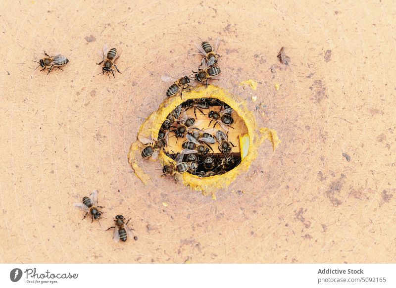 Bienen krabbeln in der Nähe des Lochs eines Bienenstocks Golfloch Bienenkorb Wachs Industrie Insekt Ackerbau Bienenzucht Bauernhof Inszenierung domestiziert