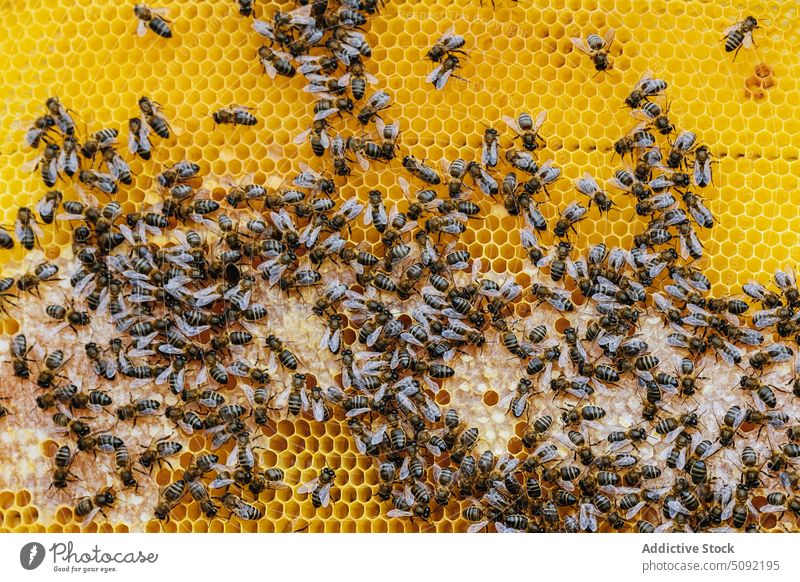 Bienen auf Waben im Bienenstock viele Insekt krabbeln Prozess Bienenkorb Bienenzucht Liebling produzieren klein Muster Tierwelt wild Natur Arbeit Bauernhof süß