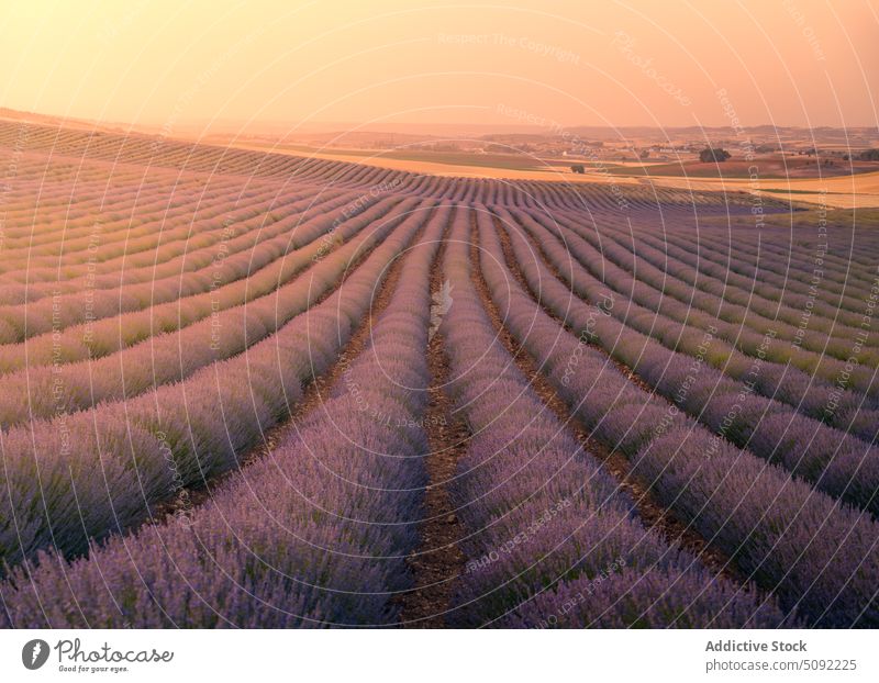 Endlos blühende Lavendelfelder im Sonnenschein Sonnenuntergang Feld endlos Blütezeit Reihe Wiese Sonnenlicht Tal Spanien Natur Flora Umwelt Guadalajara