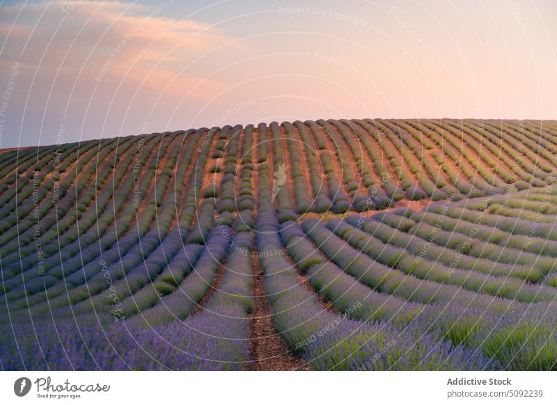 Endlos blühende Lavendelfelder im Sonnenschein Sonnenuntergang Feld endlos Blütezeit Reihe Wiese Sonnenlicht Tal Spanien Natur Flora Umwelt Guadalajara