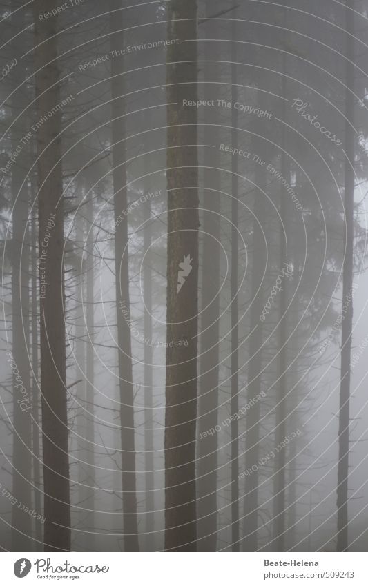Nebelwald wandern Umwelt Natur Herbst schlechtes Wetter Baum Wald bedrohlich dunkel kalt grau schwarz Senior Einsamkeit Endzeitstimmung Vergänglichkeit