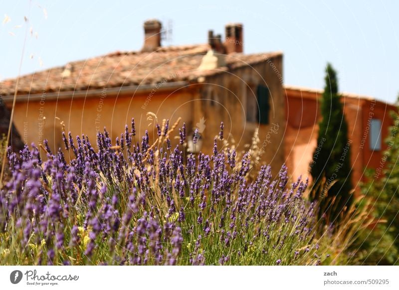 Provence provincial Wolkenloser Himmel Sommer Pflanze Baum Blume Zypresse Lavendel Garten Park Dorf Kleinstadt Haus Fassade Fenster Beton Blühend