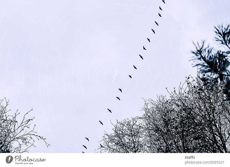 Vogel fliegen in einer Reihe Vögel Vogelschwarm Zugvögel Wildvögel Schwarm Vogelflug Vogelzug Vogelschar fliegende Vögel Vögel fliegen Winterhimmel Freiheit