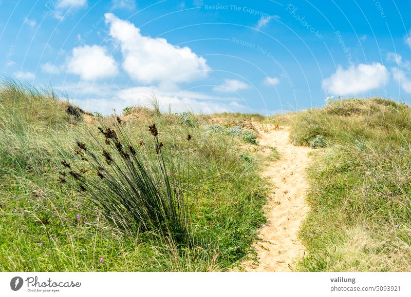 Typische Dünenvegetation in Kantabrien, Nordspanien Europa liencres Naturpark Liencres-Dünen Spanien Hintergrund Strand Küste Küstenstreifen Küstenlinie