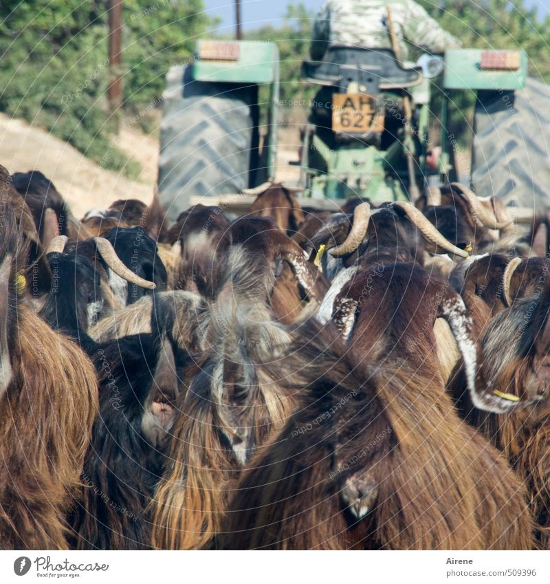 aus der Ziegenperspektive Landwirtschaft Forstwirtschaft Mensch maskulin Mann Erwachsene 1 Verkehrsmittel Fahrzeug Traktor Tier Haustier Nutztier Tiergruppe
