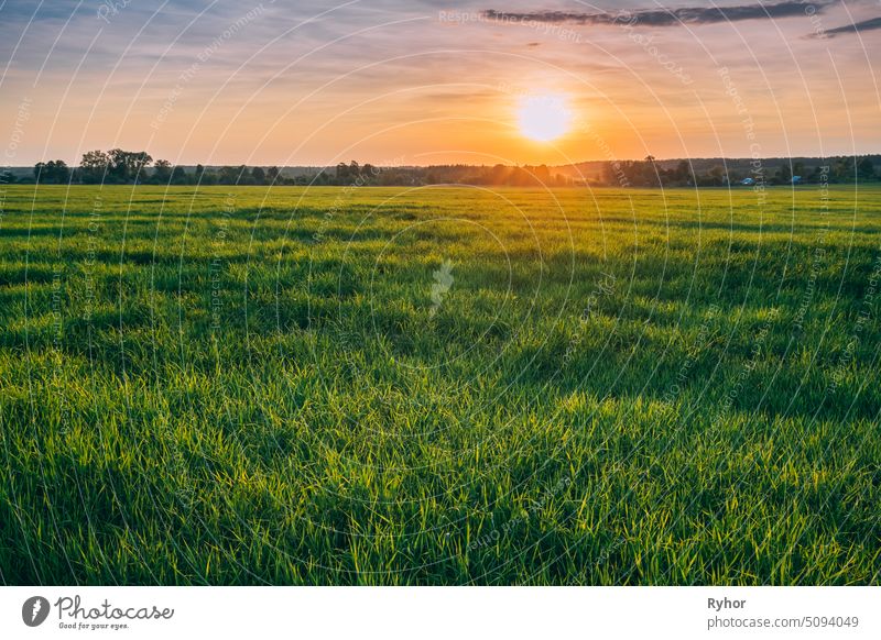 Spring Sun Shining Over Agricultural Landscape Of Green Wheat Field. Scenic Summer Colorful Dramatic Sky In Sunset Dawn Sunrise weiß schön Sonnenlicht