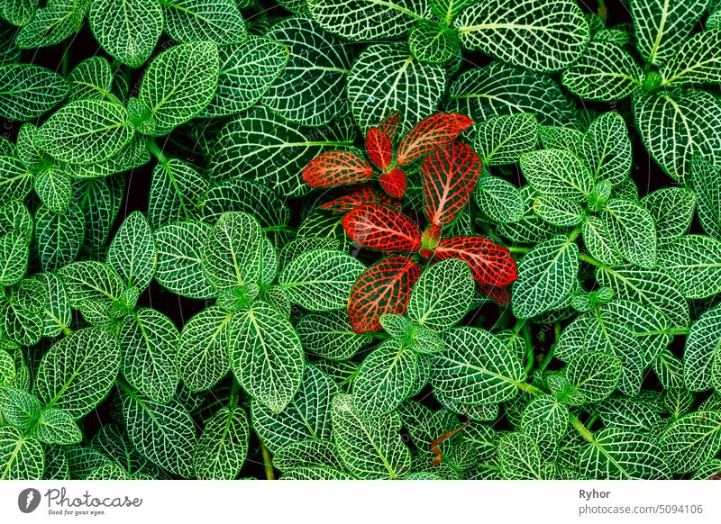 Blätter von Fittonia Vershaffeliti im Botanischen Garten Acanthaceae Peru ein anderer schön botanisch Botanik schließen Farbe Detailaufnahme anders Immergrün