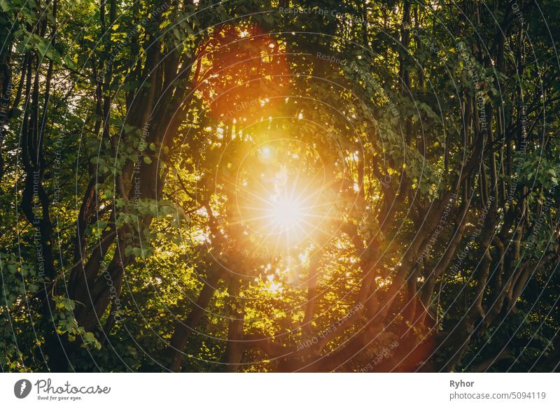 Summer Sun Shining Through Canopy Of Tall Trees. Sonnenlicht im Laubwald, Sommer Natur. Obere Zweige eines Baumes Wald Rochen Laubwerk Park wachsend Glanz