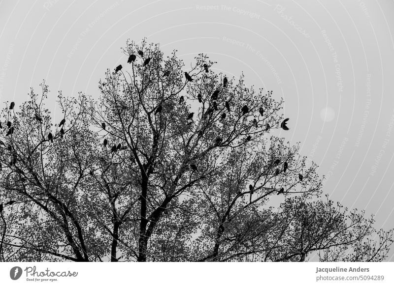 Baum mit Krähen in der Krone und der Sonne im Nebel Nebelstimmung Winter Herbst kalt tagsüber trostlos trüb Außenaufnahme Natur Menschenleer Landschaft grau