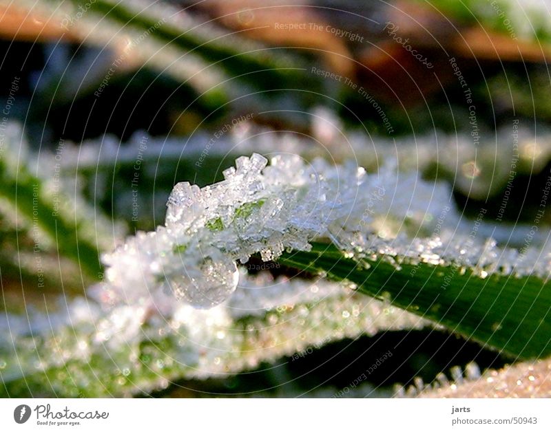 Kristall Eiskristall Winter Wiese Gras Schnee Natur jarts
