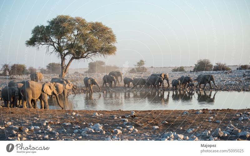 Schöne namibische Landschaft. Gruppe von Elefanten an einem Wasserloch. Afrika Afrikanisch Tier Tiere schön Schönheit groß Big Five braun Buchse niedlich
