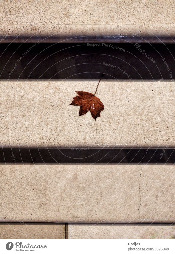 Herbstliches Ahornblatt auf einer Treppenstufe Prospekt Treppenstufen Abendlicht Schatten Blatt herbstlich Außenaufnahme Natur Herbstfärbung Menschenleer