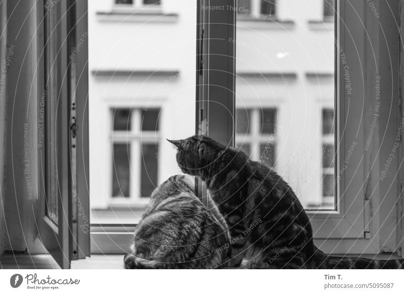Zwei Katzen am Fenster zum Hof Kater bnw Berlin Prenzlauer Berg s/w Schwarzweißfoto Stadtzentrum Tier Tag Menschenleer Altbauwohnung Hinterhof