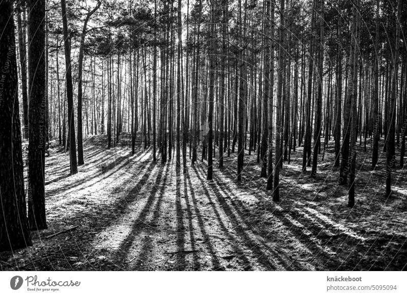 im wald Wald Bäume Schatten Landschaft Winter Schwarzweißfoto Umwelt Licht ruhig Natur Monokultur Keferwald Kontrast