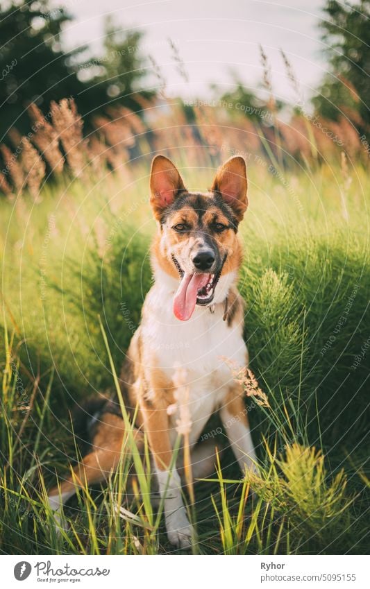 Close Up Porträt der lustigen gemischten Rasse Hund spielen im grünen Gras weiß Park Eckzahn Zunge im Freien züchten heimisch Sommer rot Tier Aussehen jung