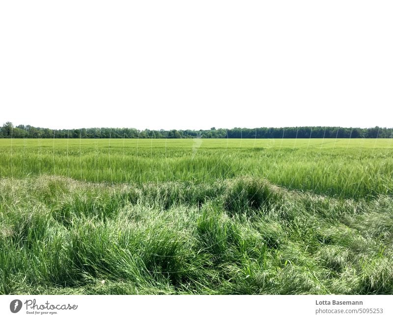 grünes Kornfeld Landschaft Feld Horizont Hoffnung Ernte Wiese Nutzpflanze Landwirtschaft landwirtschaftlich Agrarprodukt Weizen Gerste Ernährung Umwelt Natur
