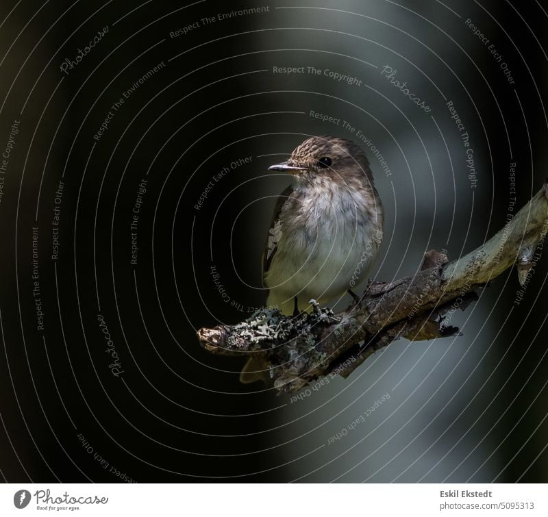 Fliege Cather auf einem Ast ruhend Natur Waldvogel Fliegenfänger Singvogel Baum