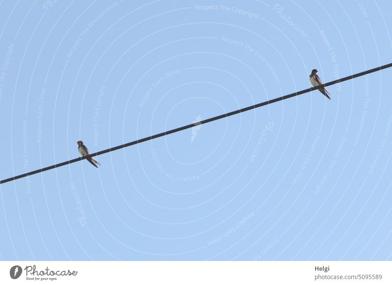 Abstand - zwei Schwalben sitzen mit Abstand auf einer Stromleitung vor blauem Himmel Vogel Stromkabel Tier Zugvogel Freiheit wegschauen grau Außenaufnahme