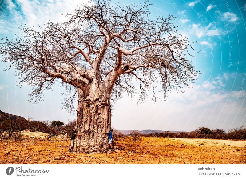 prachtstück Zweige u. Äste Baumstamm Außenaufnahme epupafalls Affenbrotbaum Baobab Klimawandel Dürre Trockenheit trocken Ferne Afrika Farbfoto Namibia Fernweh