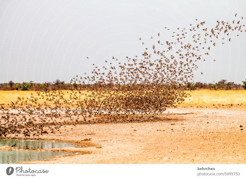 schwärmen etosha national park Etosha Etoscha-Pfanne Vogelschwarm fantastisch außergewöhnlich Vögel frei wild Wildnis Tier Wasserloch Safari Namibia Afrika Sand