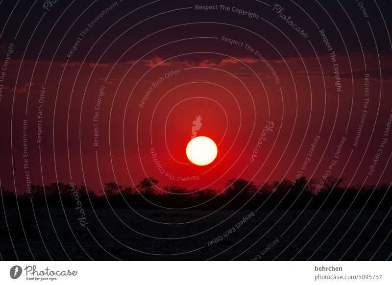 kraft Himmel Wärme traumhaft besonders Natur magisch Afrika Ferne Namibia Fernweh etosha national park Etosha Abend Abenddämmerung Sonnenlicht Sonnenuntergang