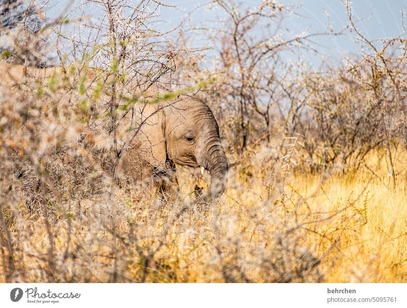 dumbo Elefant etosha national park Etosha Etoscha-Pfanne Wildtier fantastisch außergewöhnlich frei wild Wildnis Tier Namibia Safari Afrika weite Ferne Fernweh
