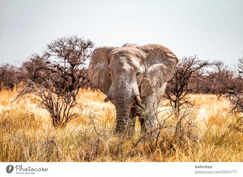 unser erbe Tierporträt Elefantenohren Ohren riskant Etosha weite Ferne frei wild Fernweh reisen Wildnis Etoscha-Pfanne gefährlich Elefantenbulle fantastisch