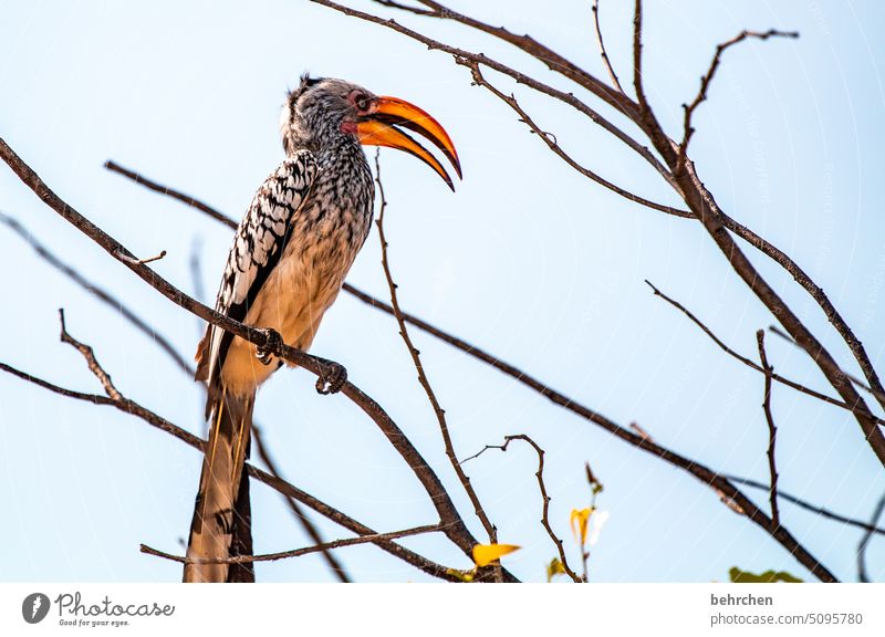 es kommt nicht auf die länge an… Hornbill gelbschnabeltoko beeindruckend Nashornvögel Schnabel Vogel etosha national park Etosha Etoscha-Pfanne Wildtier