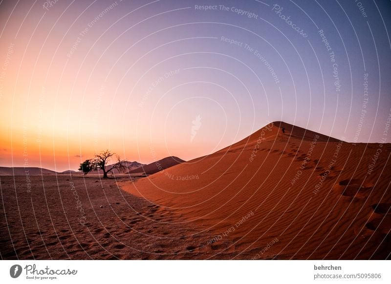 gratwanderung Sehnsucht dune 45 Schatten reisen Sand Wüste Licht Abenteuer Fernweh Außenaufnahme traumhaft Einsamkeit Farbfoto Afrika Sossusvlei Landschaft