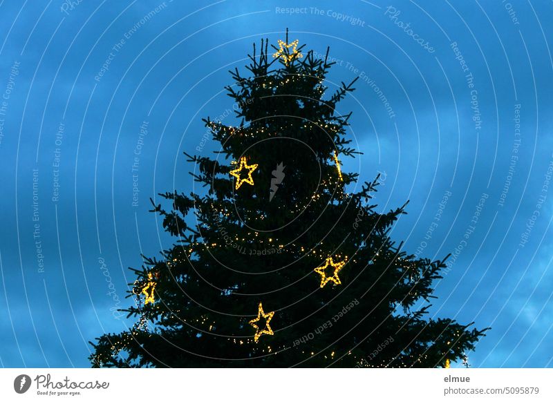große leuchtende Weihnachtssterne und eine Lichterkette an einem Weihnachtsbaum in der Abenddämmerung / Vorweihnachtszeit / Advent Stern Fichte Weihnachtszeit