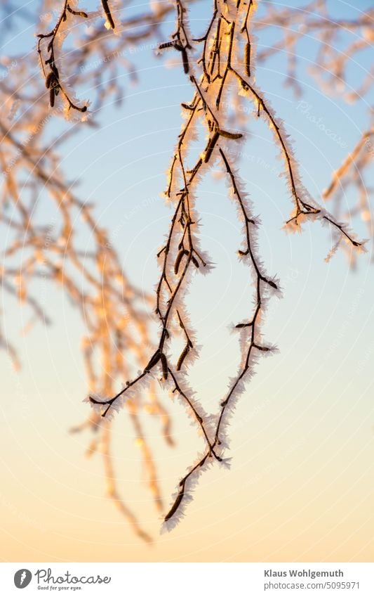Rauhreif lässt selbst kahle Zweige zu einem Hingucker werden. Die kalte Wintersonne überhaucht die kleinen Kostbarkeiten mit gelblichem Licht Kälte