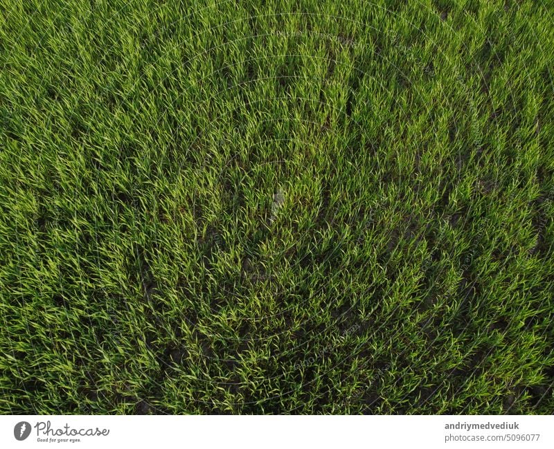 Luftaufnahme von oben auf frisches grünes Gras auf einer Wiese. Maispflanzen Feld, Tageslicht, Agrarindustrie. Natürliche Textur Hintergrund, junge Weizensprossen winken im Wind. Ernte Bio kultivieren
