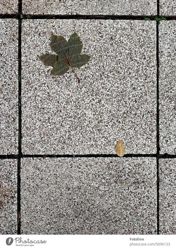 Zwei gefallene Blätter liegen auf steinernen Platten. Ein großes und ein kleines. Eins liegt schon eine Weile. Es ist durchnässt. Das Kleine scheint gerade erst herabgesegelt zu sein.