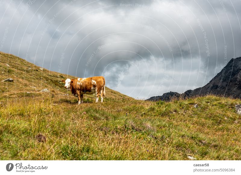 Malerische Alpenlandschaft im Nationalpark Hohe Tauern bei einer Wanderung um den Großglockner Kuh typisch Berge Gras braun einsam Wetter Sonne Wolken