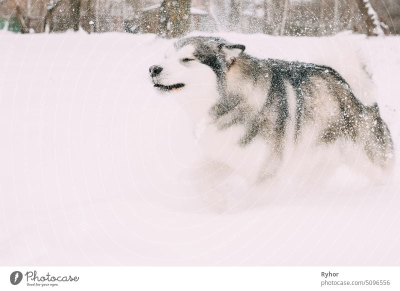 Alaskan Malamute spielt draußen im Schnee, Wintersaison. Verspielte Haustiere im Freien reinrassig Bewegung laufen Reinrassig Säugetier groß beliebt