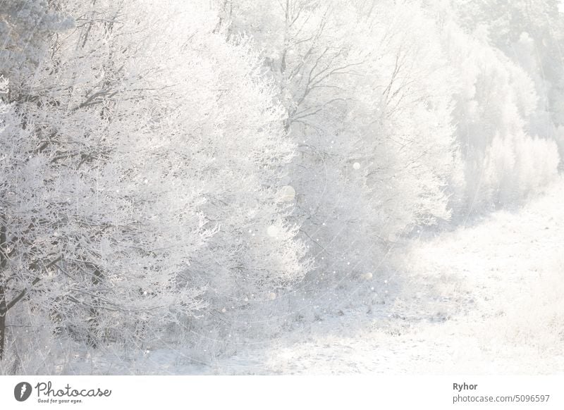 Beautiful Snowy White Forest In Winter Frosty Day. Winterwälder kalt Ast schön Baum Szene Park Wald Landschaft Tag im Freien schneebedeckt verschneite frostig