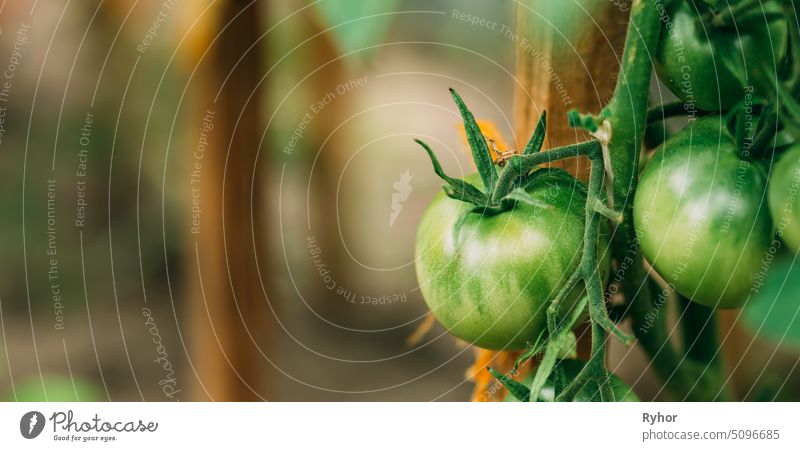 Grün wachsende Bio-Tomaten. Selbstgezogene Tomaten im Gemüsegarten Landwirtschaft Ackerbau Sommer Ast Lebensmittel Gesundheit Produkt Vegetarier Bauernhof grün