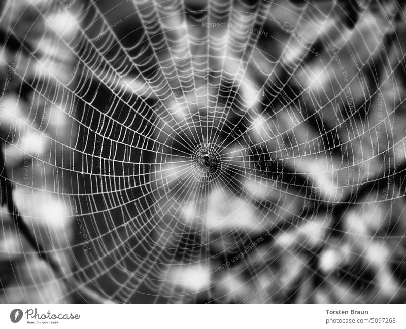 Perlenschnüre - Radnetzspinne im taubenetztem Radnetz Spinnennetz tautropfen Spinnweben aufgereiht tauperlen gespinst zart filigran fein Wassertropfen faden