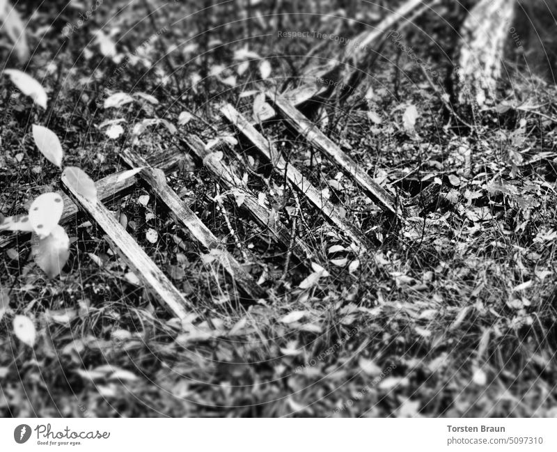 Eingewachsen - umgefallener Lattenzaun im Wald (monochrom) Zaun Holzzaun verwachsen eingewachsen verfallen Verfall Verwitterung verwittert Unterholz Blätter